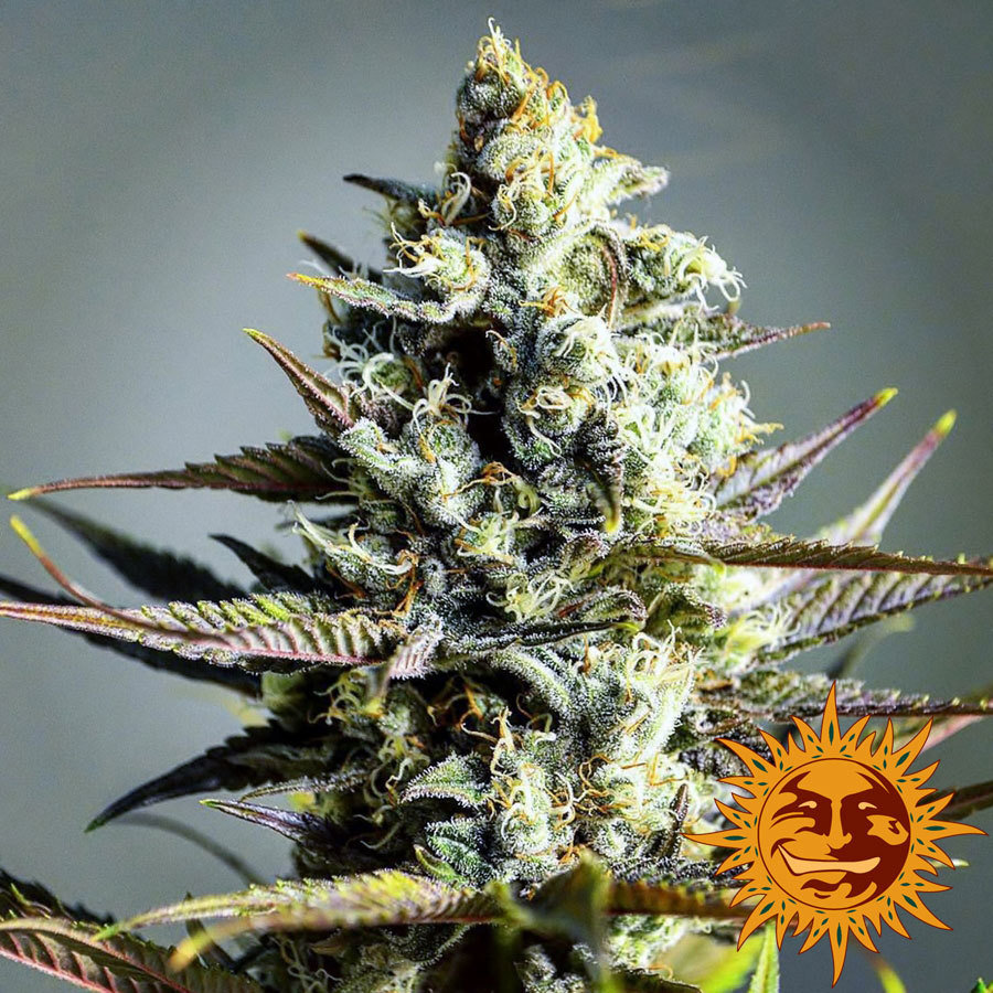 Barney's Farm - Critical Kush (fem.) 🏆
