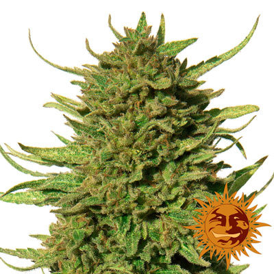 Barney's Farm - Critical Kush (reg.) 🏆