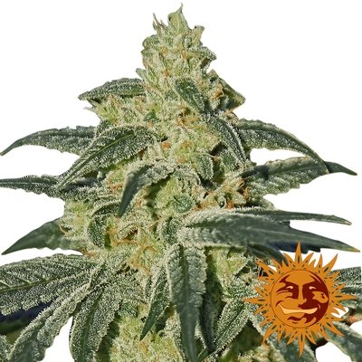 Barney's Farm - Afghan Hash Plant (reg.) 05633