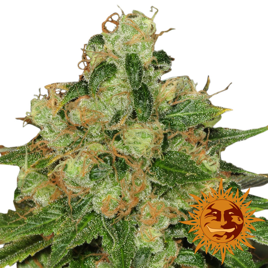 Barney's Farm - CBD Caramel (reg.)
