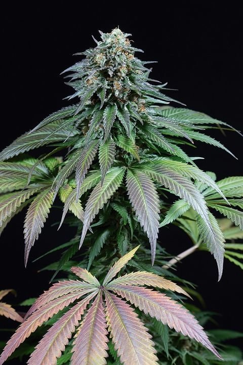 Dinafem - Purple Moby Dick (fem.)