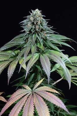 Dinafem - Purple Moby Dick (fem.) 05638