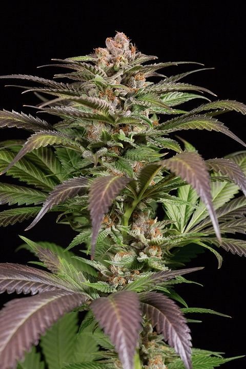 Dinafem - Purps #1 (fem.)