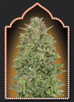 00 Seeds - 00 Skunk (fem.) 05646