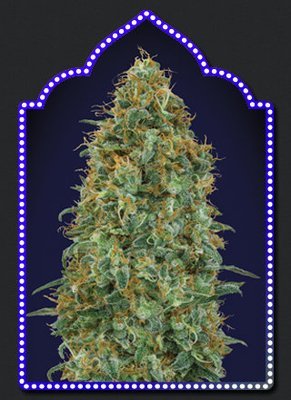 00 Seeds - Blueberry (fem.) 05647