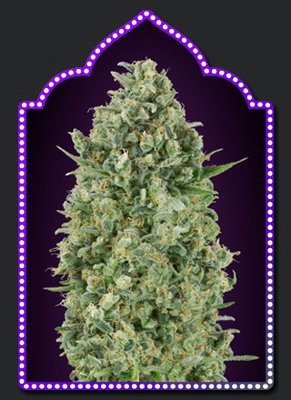 00 Seeds - Critical Poison (fem.) 05648