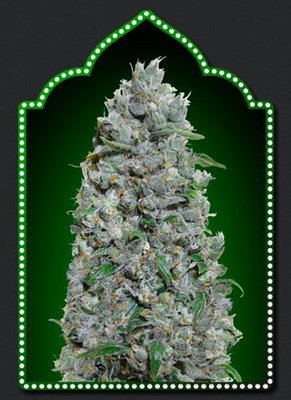 00 Seeds - Auto Afghan Mass XXL (auto/fem.) 05649