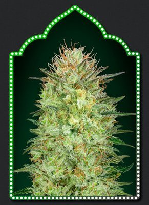 00 Seeds - Auto Sweet Critical (auto/fem.) 05650
