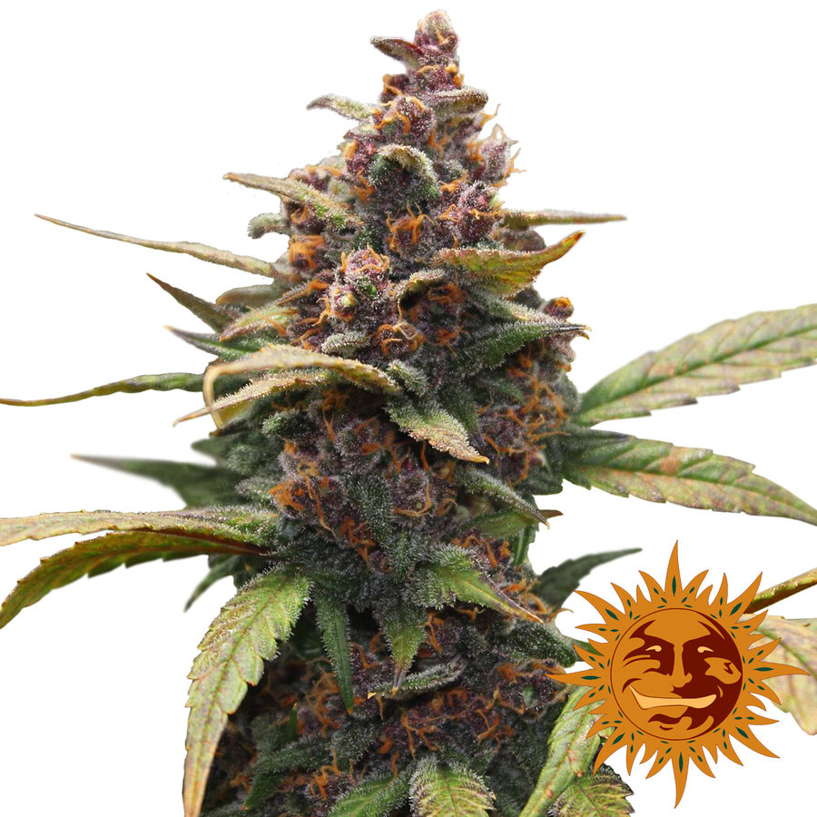 Barney's Farm - Ayahuasca Purple (fem.) Barney's Farm - Ayahuasca Purple (fem.)