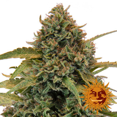 Barney's Farm - Bad Azz Kush (fem.) 04332