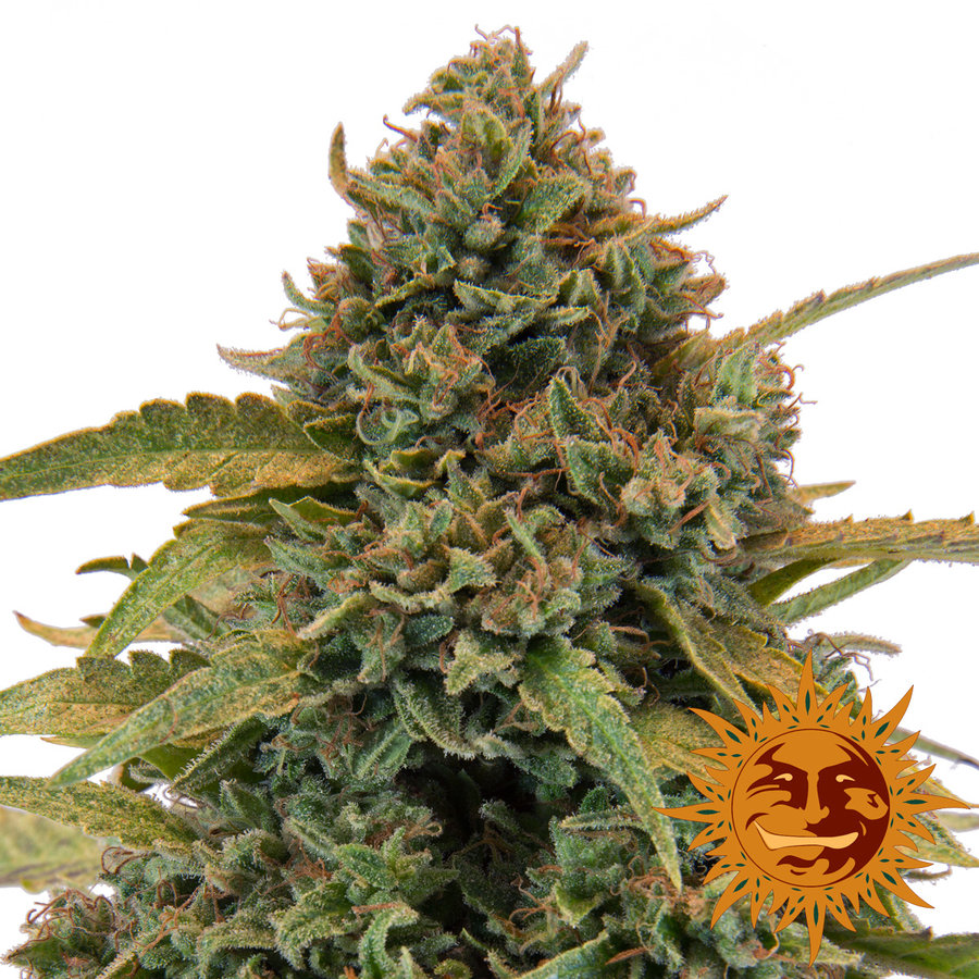 Barney's Farm - Bad Azz Kush (fem.)