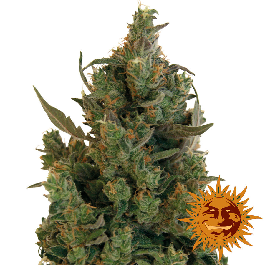 Barney's Farm - Blue Cheese aka Blueberry Cheese (fem.)