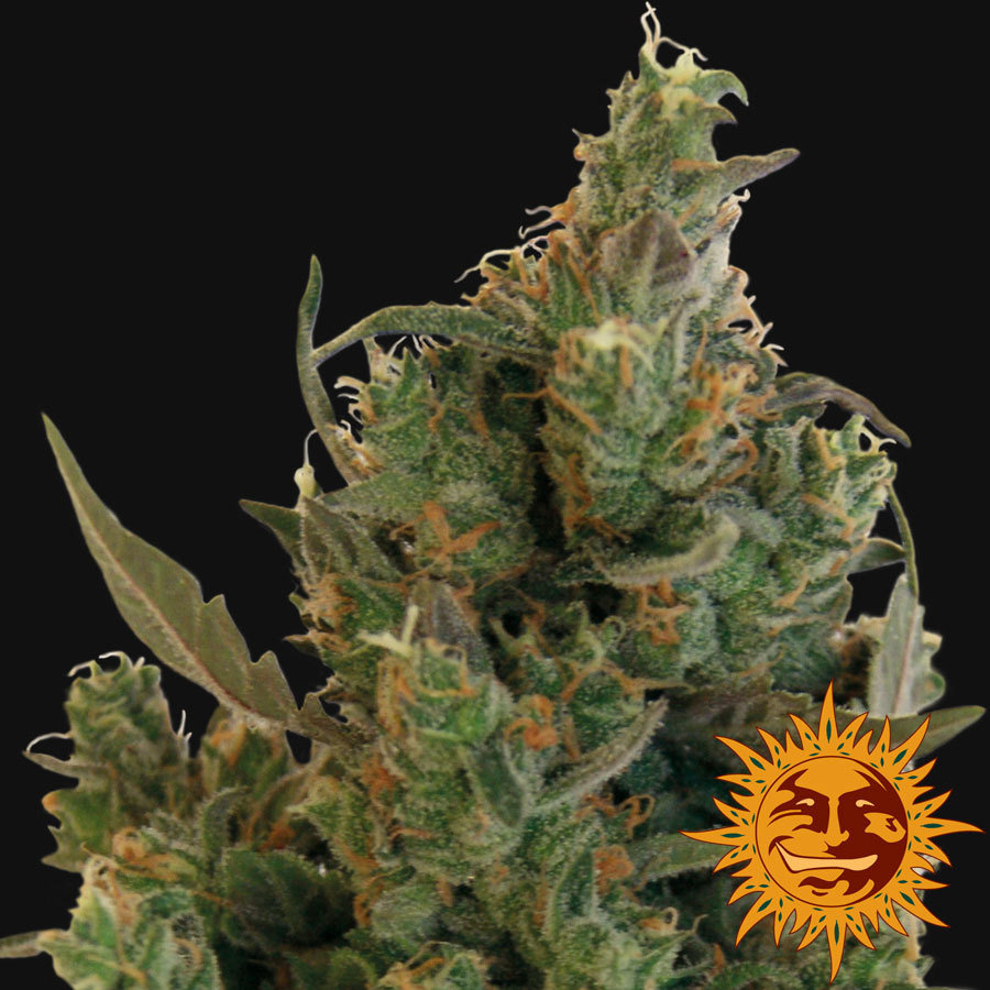 Barney's Farm - Blue Cheese aka Blueberry Cheese (fem.)