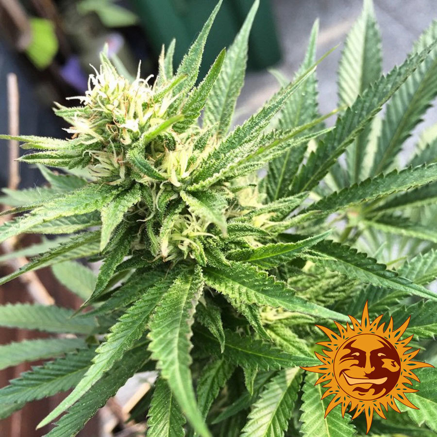 Barney's Farm - Blue Cheese aka Blueberry Cheese (fem.)
