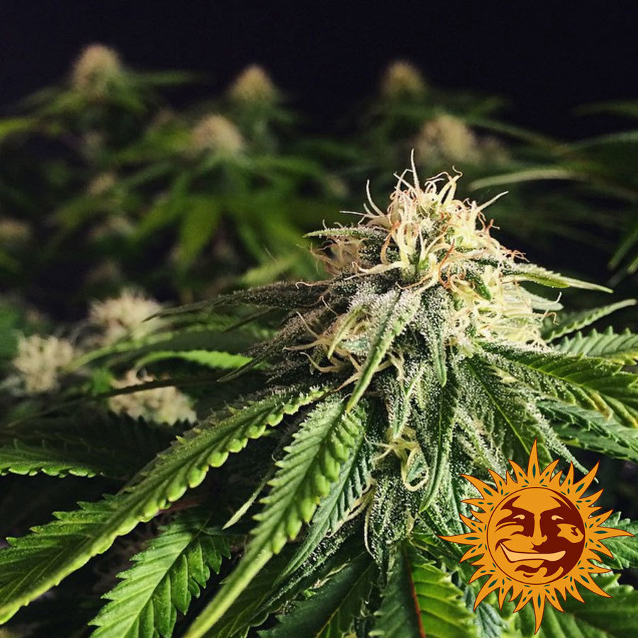 Barney's Farm - Blue Cheese aka Blueberry Cheese (fem.)