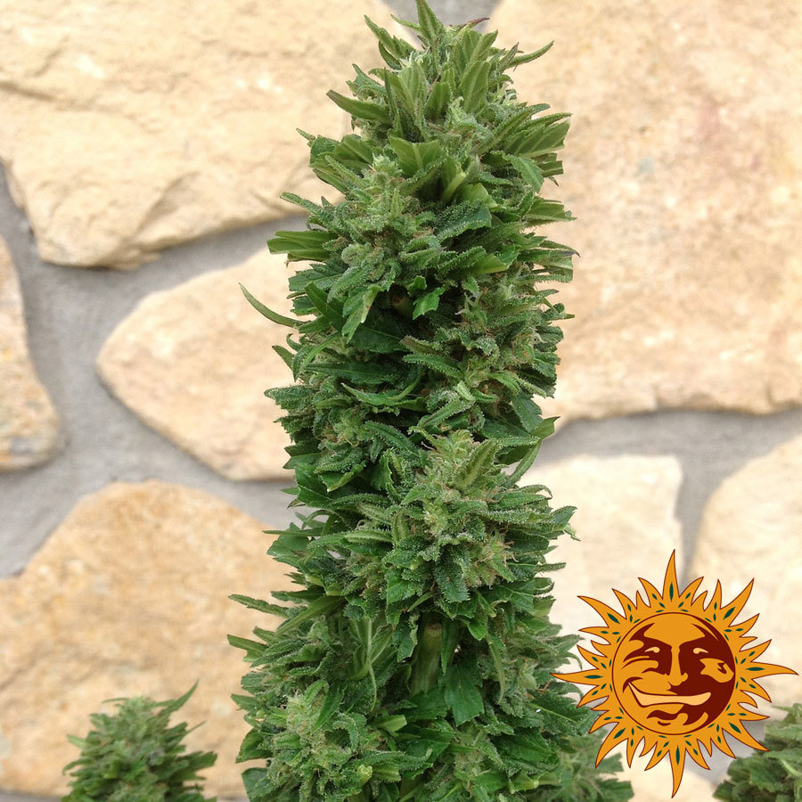 Barney's Farm - Blue Cheese Auto (auto/fem.)