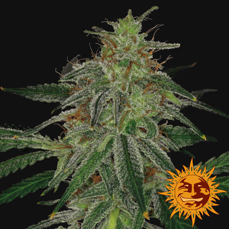 Barney's Farm - Blue Mammoth (auto/fem.)