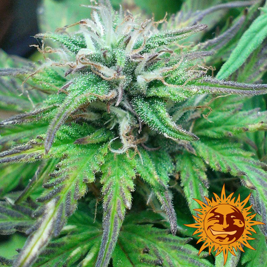 Barney's Farm - Blue Mammoth (auto/fem.)