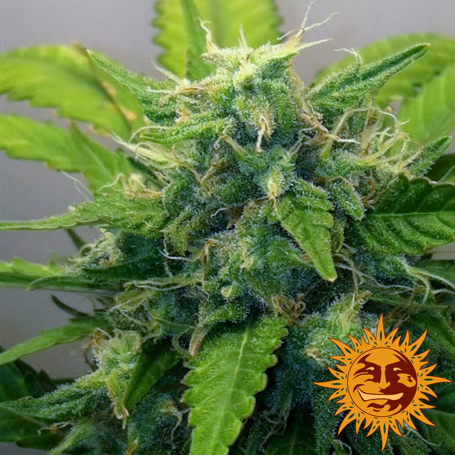 Barney's Farm - Blue Mammoth (auto/fem.)