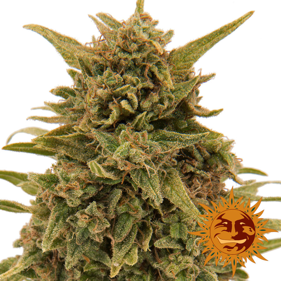 Barney's Farm - Blueberry OG (fem.)