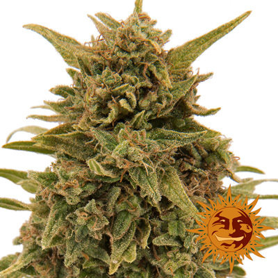 Barney's Farm - Blueberry OG (fem.) 05442
