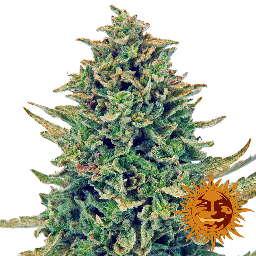 Barney's Farm - CBD Blue Shark (fem.)