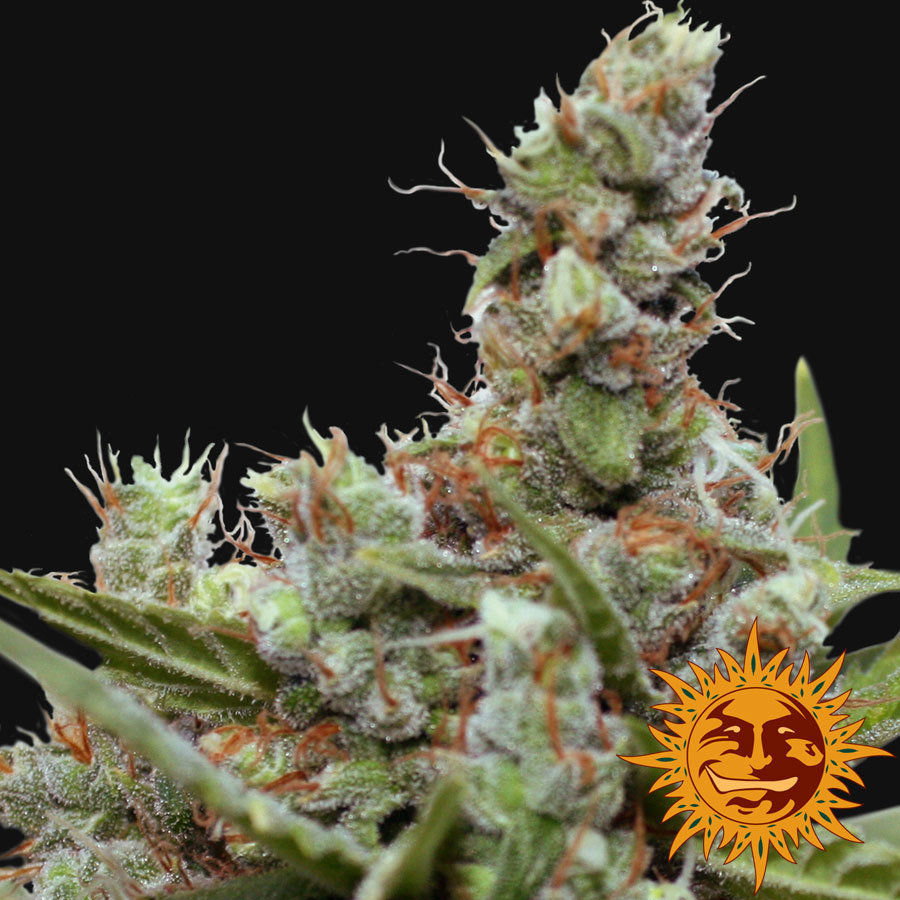 Barney's Farm - CBD Blue Shark (fem.)