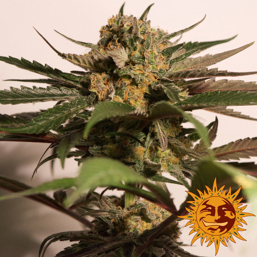 Barney's Farm - CBD Blue Shark (fem.)