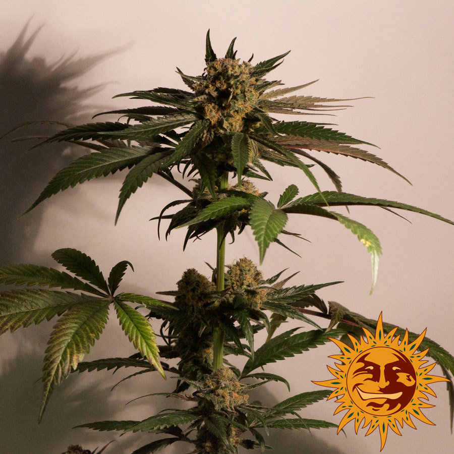 Barney's Farm - CBD Blue Shark (fem.)
