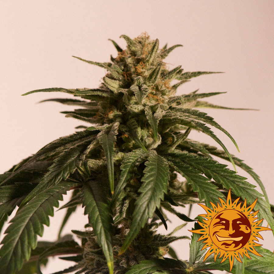 Barney's Farm - CBD Critical Cure (fem.)