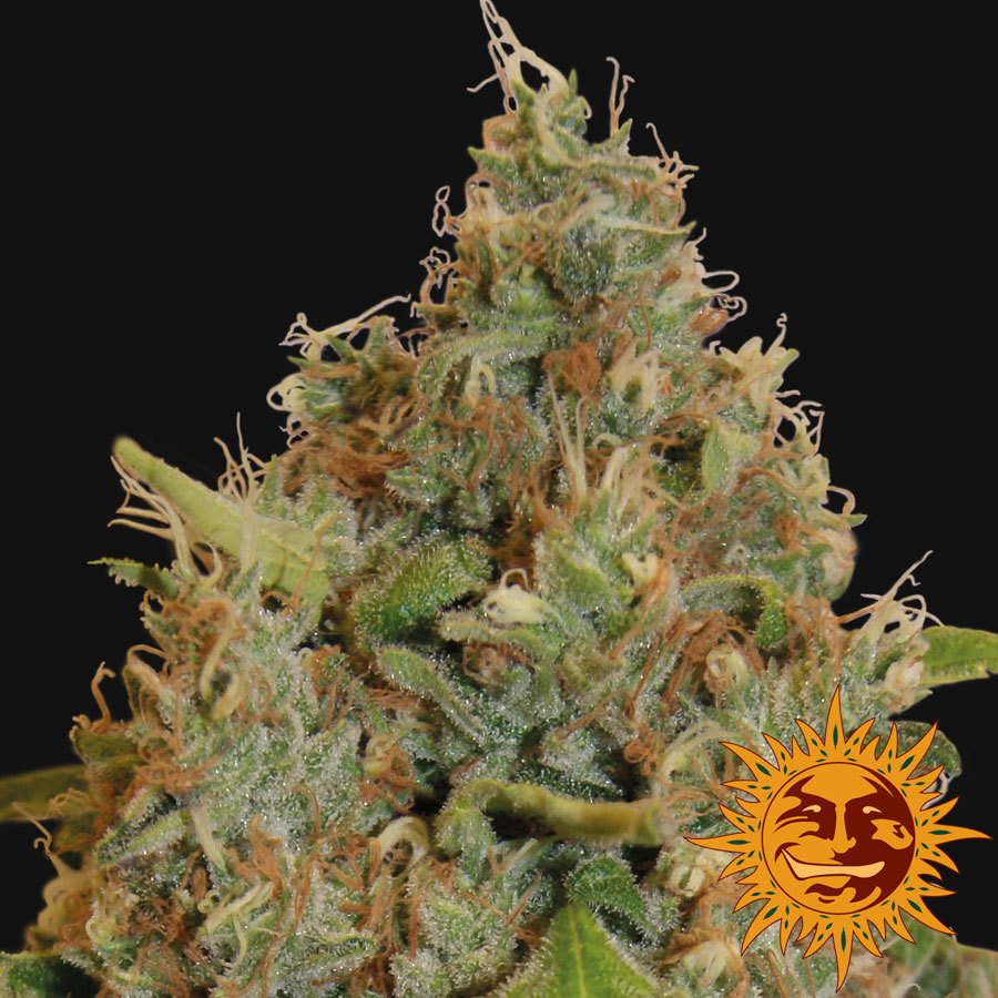 Barney'S Farm - Chronic Thunder (fem.)