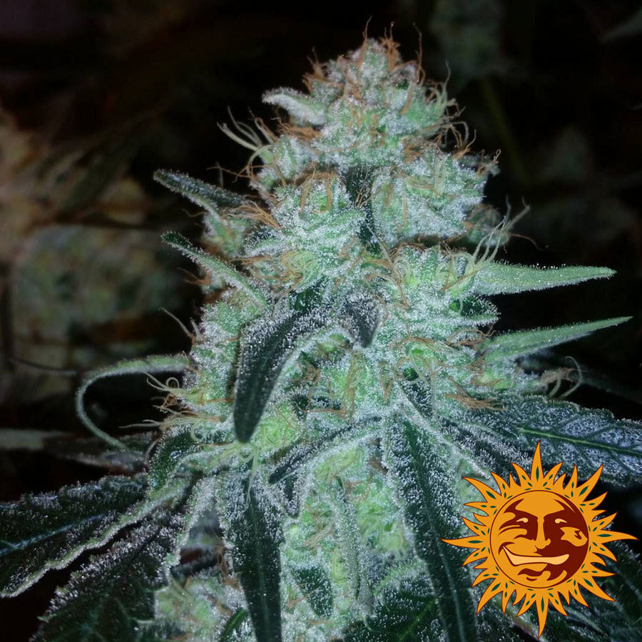 Barney'S Farm - Chronic Thunder (fem.)