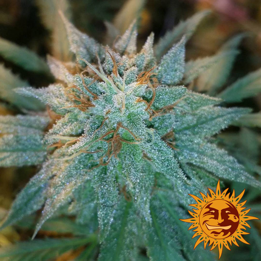 Barney'S Farm - Chronic Thunder (fem.)