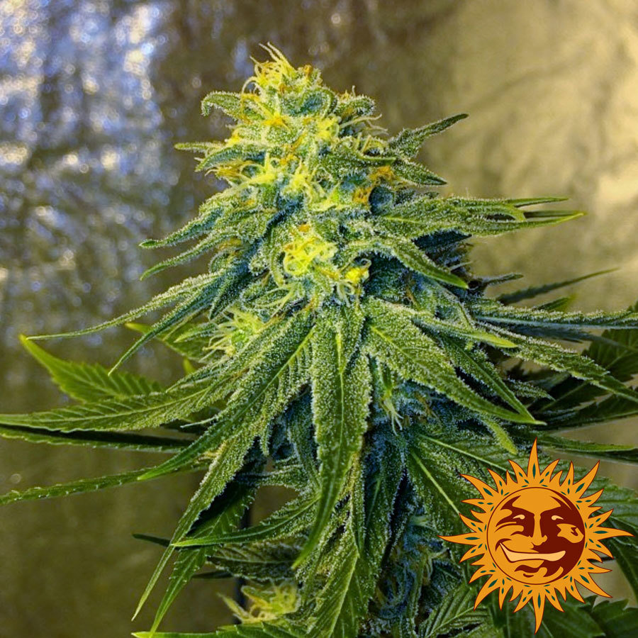 Barney'S Farm - Chronic Thunder (fem.)