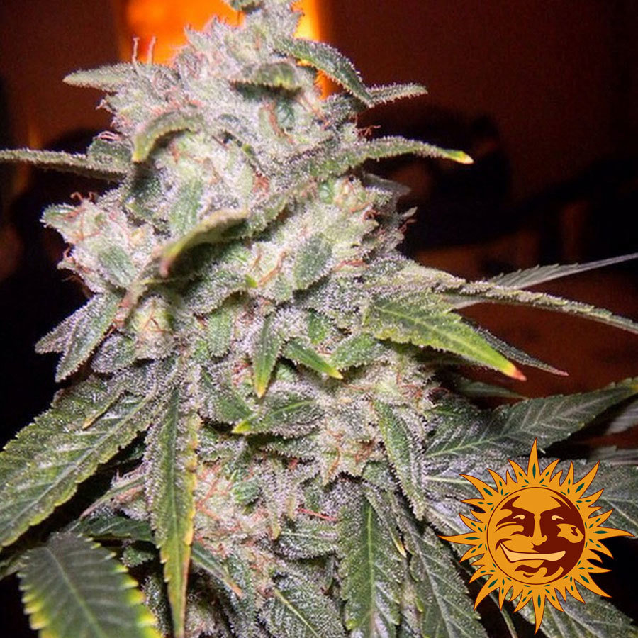 Barney's Farm - Crimea Blue (fem.)