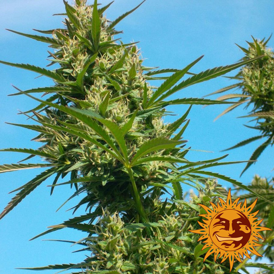 Barney's Farm - Crimea Blue (fem.)