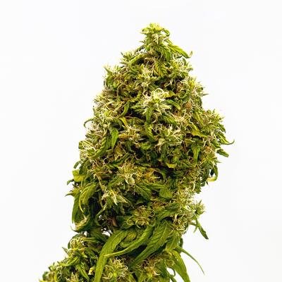 Kannabia Seeds - Swiss Dream CBD (fem.) 05652