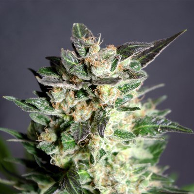 Kannabia Seeds - Diesel Glue aka BCN Diesel (fem.) 01549