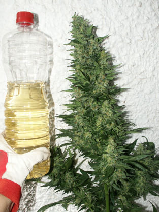 Mandala Seeds - 8 Miles High (reg.)