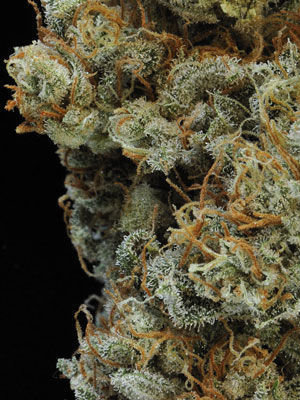 Mandala Seeds - 8 Miles High (reg.)