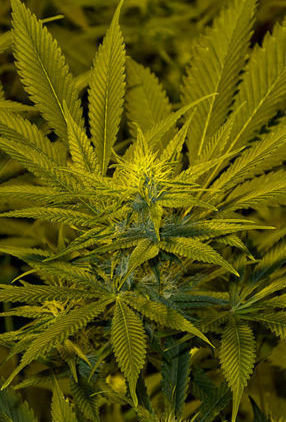 Mandala Seeds - California Dream (fem.)