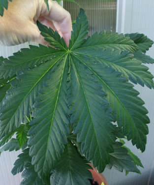 Mandala Seeds - Chill-OM (reg.)