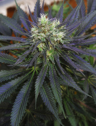 Mandala Seeds - Chill-OM (reg.)