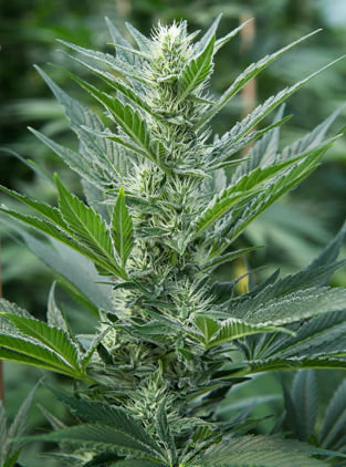 Mandala Seeds - Far Out (fem.)