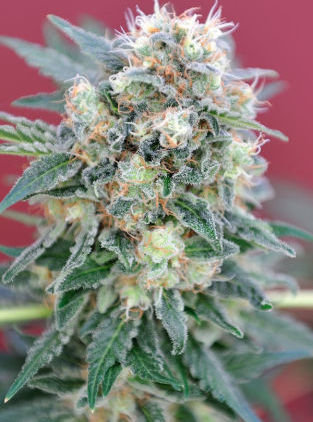 Mandala Seeds - Ganesh (reg.)
