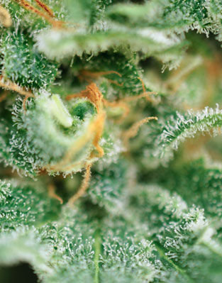 Mandala Seeds - Ganesh (reg.)