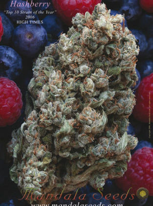 Mandala Seeds - Hashberry (reg.)