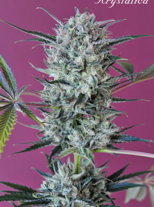 Mandala Seeds - Krystalica (reg.)