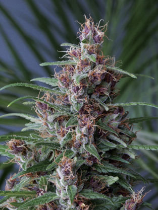 Mandala Seeds - Mandala #1 (reg.)