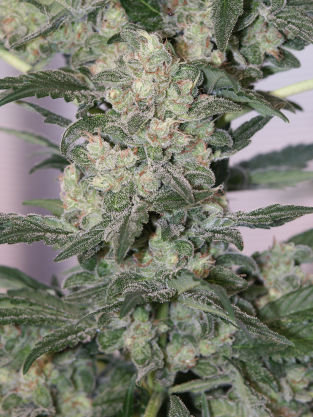 Mandala Seeds - Point Of No Return (reg.)